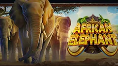 African Elephant